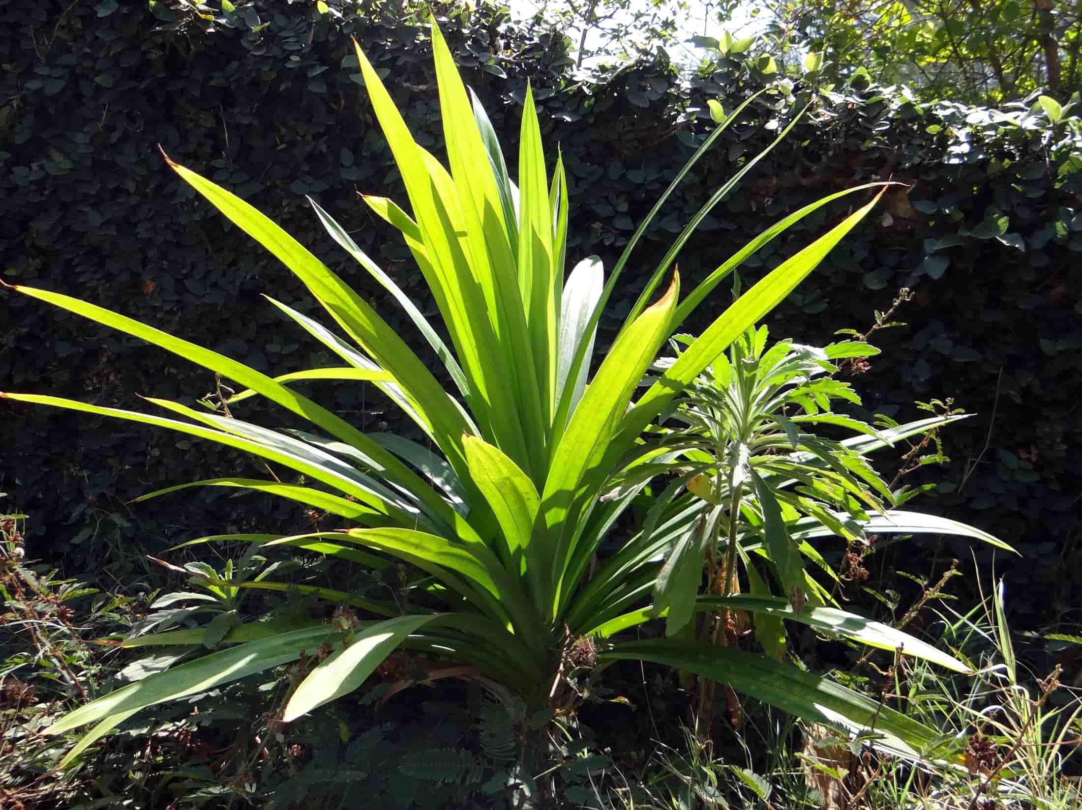 Pandan (Rampe)